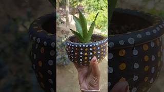 Snake Plant 🌿Sansevieria Moonshine Plant 🌿 Propagation 🌱shortsyoutubesnakeplantsansevieriadiy [upl. by Misaq]