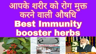 Immunity booster herbs  Giloy [upl. by Trebuh]