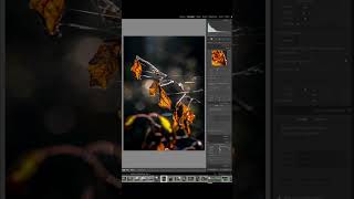 Quick Tips  Editing a Backlit Leaf Scene [upl. by Postman]