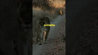 African Lion vs Asiatic Lion wildlife african lion asiatic lion [upl. by Andromada]