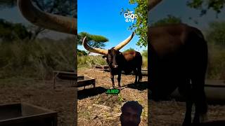 Big Horned Cattle Form Africa  SURACHAAPA [upl. by Eecyak]