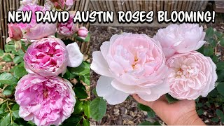 My New David Austin Roses Are Blooming [upl. by Ingelbert850]