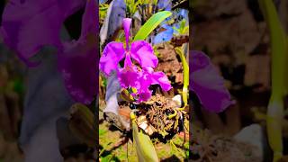 Orquídea cultivada em osso cattleya shortvideo plantas [upl. by Nwahsyar894]