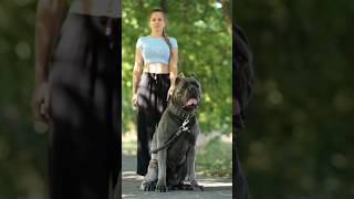 German Shepherd vs Doberman vs Cane Corso vs Siberian Husky vs Dogo Argentino shorts [upl. by Narcis]