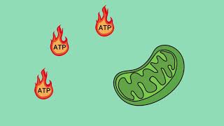 MitoCanadas Education Academy  What is Oxidative Phosphorylation OXPHOS [upl. by Eraste]