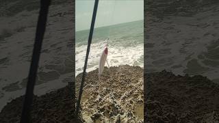 Best reel 5000 road 9ft Phantom power line 8× 020mm fishing  gunfishviral short film video [upl. by Anwadal]