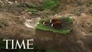 New Zealand Earthquake 3 Cows Stranded On Tiny Patch Of Land After Destruction  TIME [upl. by Spearing]