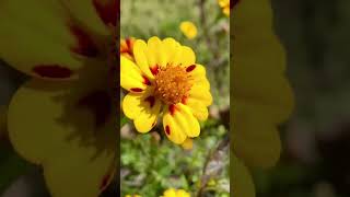 Beautiful Marigolds in Early Fall 🍂🌼marigold fallflowers myflowers mygardenflowers [upl. by Keil]