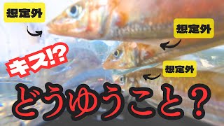 【謎】なぜ釣れたの？ ぶっこみサビキでキス連発！？キス釣りってこうでしたっけ？ [upl. by Hercules]