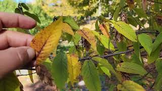 Hophornbeam Ostrya virginiana [upl. by Deaner]