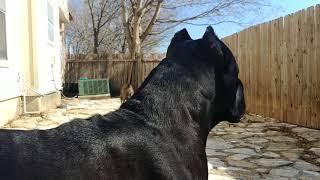 Cane Corso protecting his owner [upl. by Eedoj]