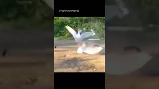 Horse kicks goose Memes Try not to laugh 😂 [upl. by Binetta]