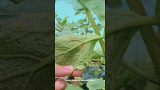 Buang aphids di belakang daun aphids gardening garden plants shorts [upl. by Haidedej210]