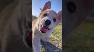 Cute dog in Tamil song WhatsApp status ☺️💗🥰💞 [upl. by Ennovehc]