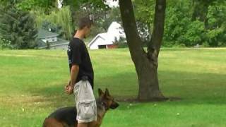 Obedience training for German Shepherd  German Shepherd trainer [upl. by Joana]