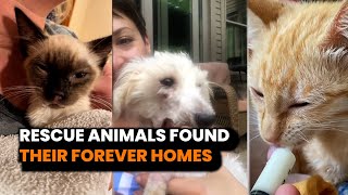 These Animals Finally Found Their Forever Homes ❤️ compilation  PAWSOME PETS [upl. by Nomaid208]