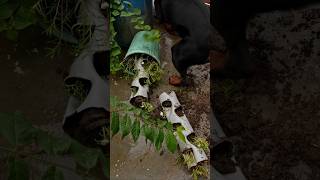 This is what happened when I tried to grow flowers in recycled pvc pipe grow [upl. by Ranchod]