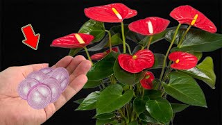 Put A Little At The Base Of A Weak Anthurium And It Will Bloom Immediately [upl. by Rudich]