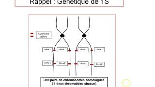 TS Rappel  Les notions de génétique de 1S [upl. by Aras]