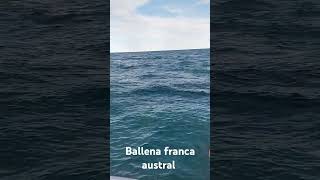 Ballena franca austral ballena nature ballenas [upl. by Eznyl837]