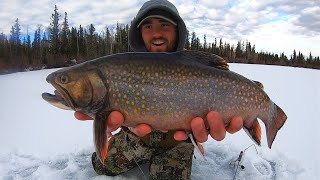 EPIC Day Ice Fishing for 3 Pound BROOK TROUT CATCH amp COOK [upl. by Yretsym]