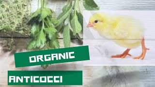 How to prevent or cure coccidiosis in Chickens  Day 6 of 42 [upl. by Wasson]