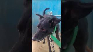 Mark Antony silk comedy  disciplined gangster doglover [upl. by Christabelle964]