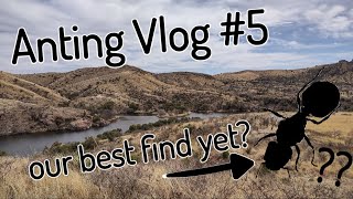 I found ants with SUPER MAJORS in Arizona Anting Vlog 5 [upl. by Irep]