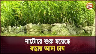 বস্তায় আদা চাষে সফলতা  Ginger Cultivation  Agriculture  Natore  Channel 24 [upl. by Suidaht]