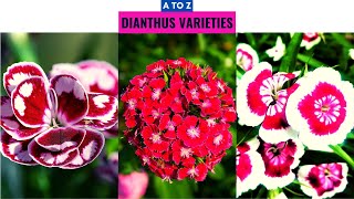 Dianthus Varieties A to Z [upl. by Naeroled]