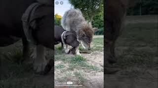 Proof Dominance Exists Pt 1  How Canines Battle For Control [upl. by Ahcirt]