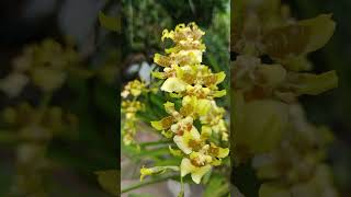 ONCIDIUM AMERICANA [upl. by Pritchett584]