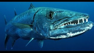 Facts The Great Barracuda [upl. by Halyhs]