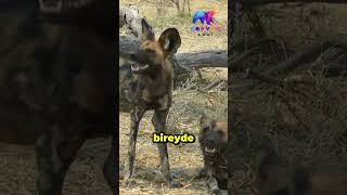 Afrika Yaban Köpeği Lycaon Pictus animals [upl. by Nwadahs]