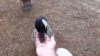 Feeding Canada geese [upl. by Flem]