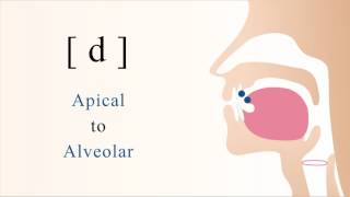 d  voiced unaspirated apical alveolar stop [upl. by Quincey12]