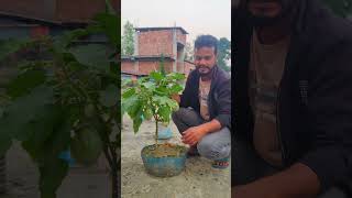 এভাবে বেগুন চাষ করেছেন কখনো doyelagro [upl. by Hannahs161]