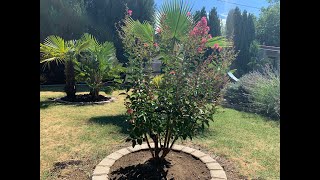 plantation lilas des indes  lagerstroemia quotgrand cruquot [upl. by Howzell468]