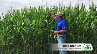 Corn Leaf Disease Identification and Management [upl. by Joella732]