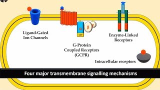 Receptors and Second Messenger system Gprotein Enzyme linked and Ligand gated ion channels [upl. by Sinnal]