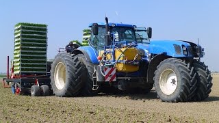 Planting Celeriac  New Holland T7270 Trike  Ferrari Multipla 12rij  Knolselderij planten [upl. by Scevor]