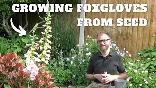 How to Grow Foxgloves From Seed  Growing amp Sowing Digitalis Seeds  What Flowers to Sow in Summer [upl. by Nido262]