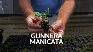 Gunnera Manicata Coltivazione e Riproduzione [upl. by Guria]