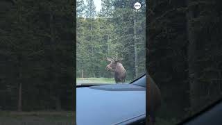 Moose flees from grizzly bear at Montana campground [upl. by Grosmark]