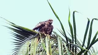 Bird Call  Blackeared kite [upl. by Waine]