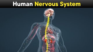 Human Nervous System  Explained With 3d Animations [upl. by Davita]