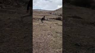 KEKLİĞİ KOŞARAK YAKALADI keklikavı hunting partridgehunting rabbit tavşanavı hunter [upl. by Bihas888]