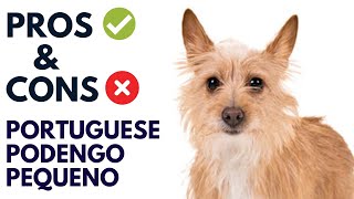 Portuguese Podengo Pequeno Pros and Cons  Portuguese Podengo Advantages and Disadvantages [upl. by Ajoop]