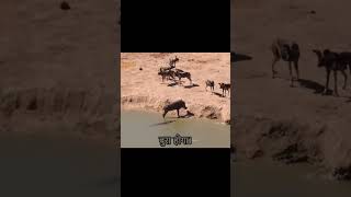 The warthog Fluffy encounters a pack of wild dogs and chases him into the water [upl. by Cristen836]