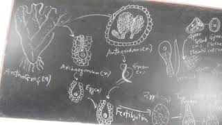 Life cycle of Anthoceros [upl. by Branca]